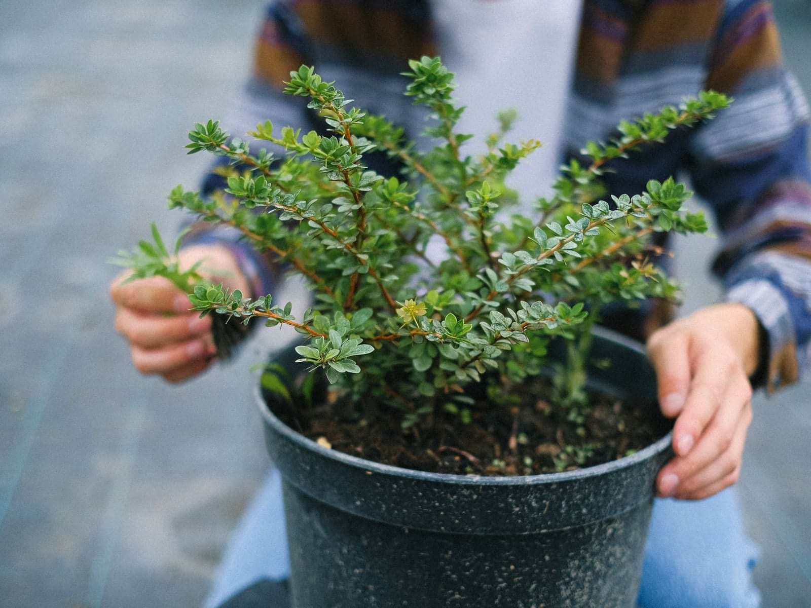 Deux mains tiennent un petit arbuste en pot, prêt à être planté