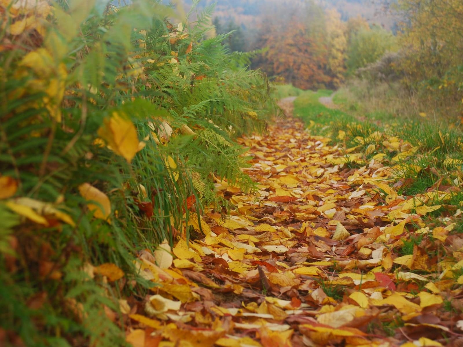 Avant : un chemin entièrement couvert de feuilles jaunes et rousses