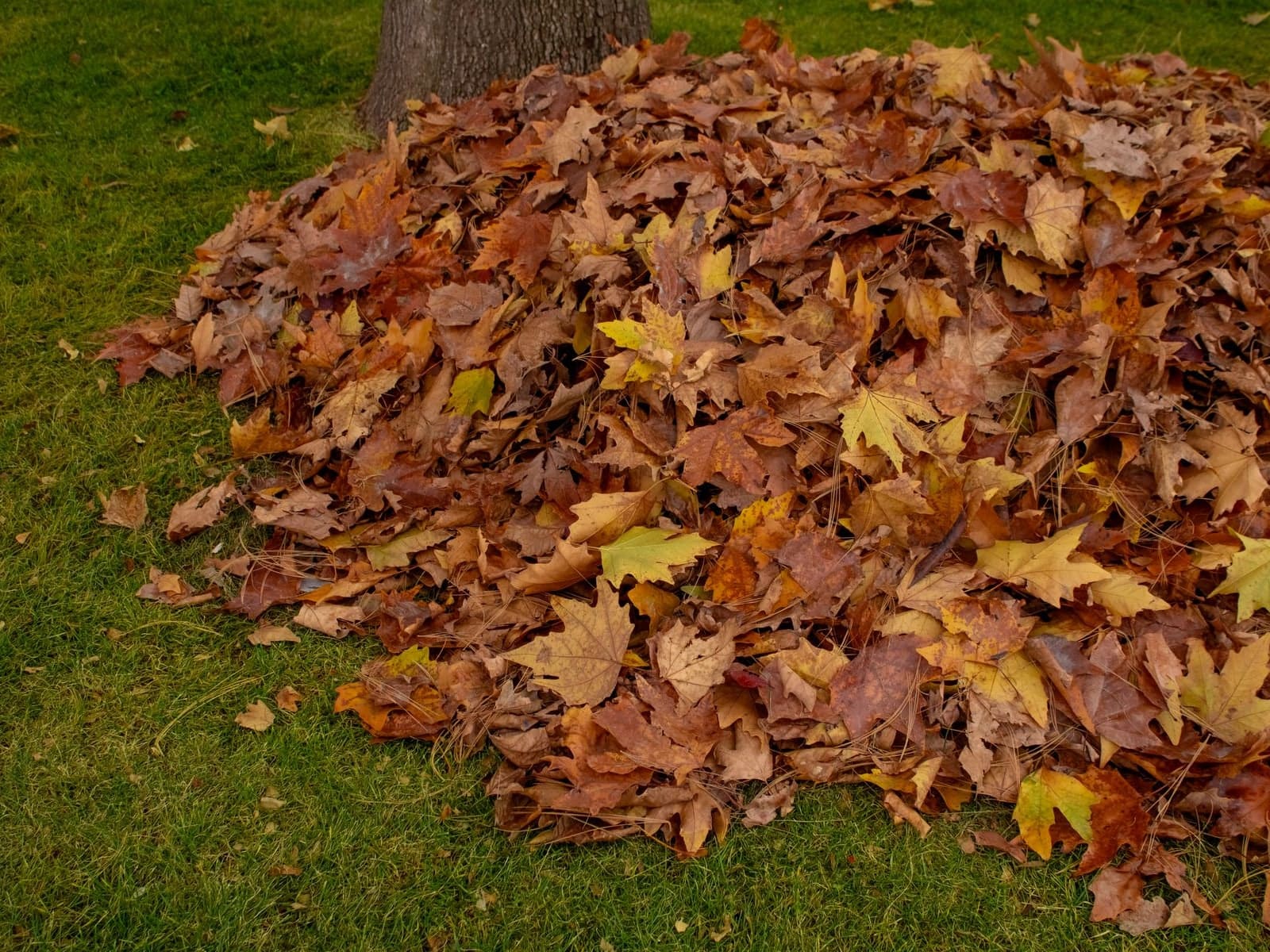 Un tas de feuilles d’automne rousses ratissées au pied d’un arbre, sur une pelouse verte