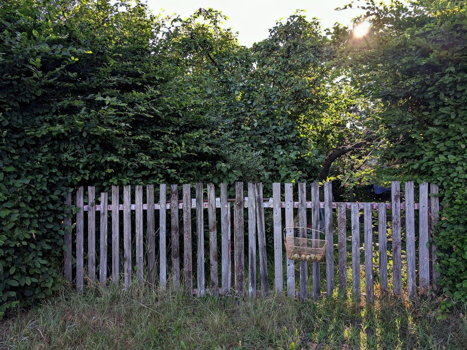 Avant : une haie envahissante déborde par-dessus une vieille clôture en bois, l’herbe est haute au pied