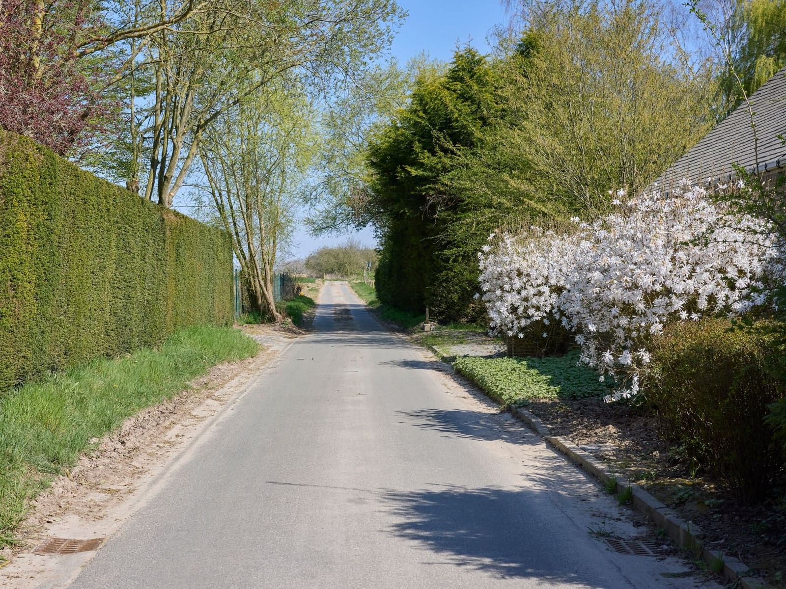 Après : une longue haie taillée droite borde un chemin, le talus herbeux est dégagé
