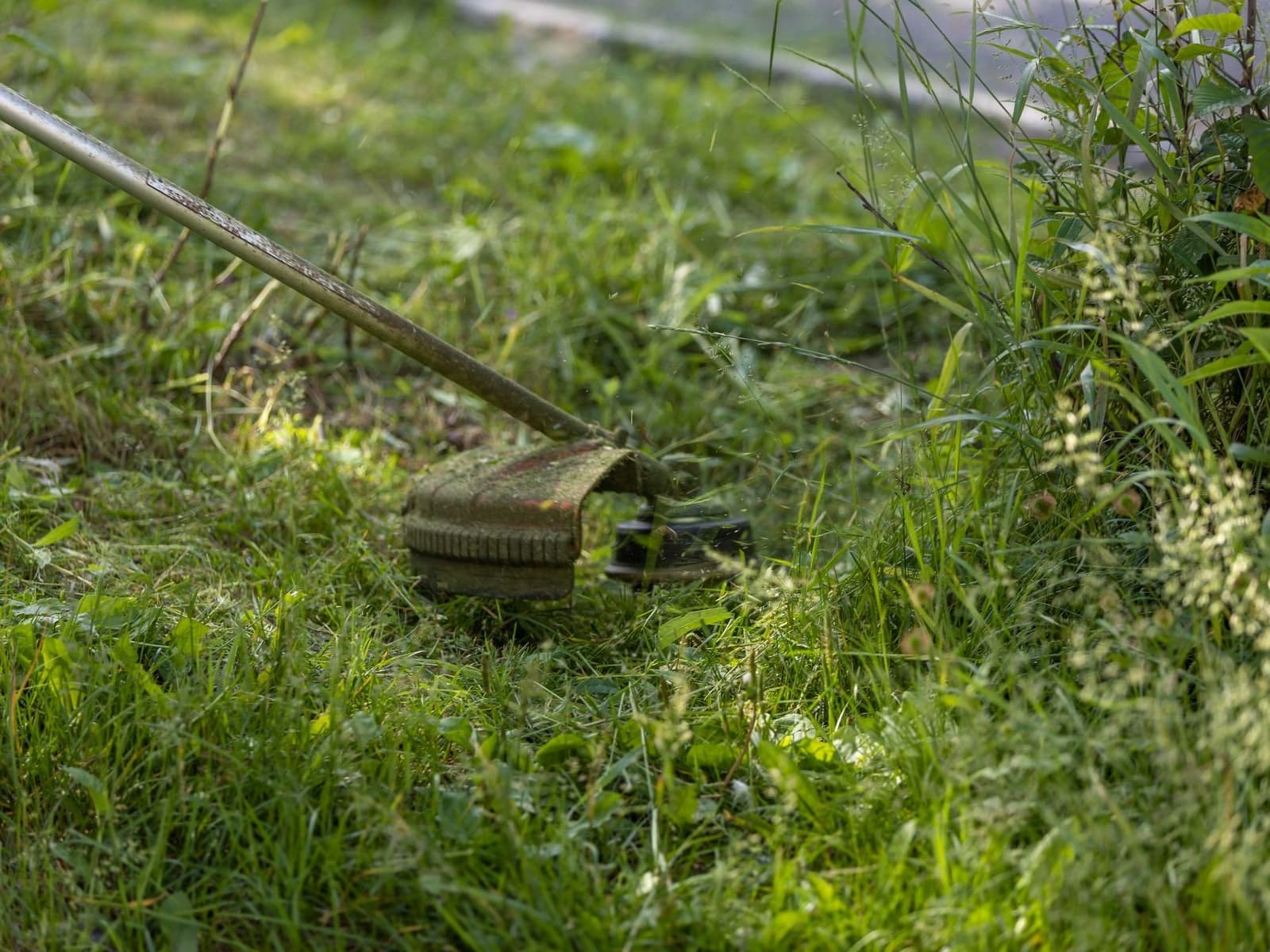Avant : herbe haute et touffue au bord d’une pelouse, avec le coupe-bordure qui commence à passer