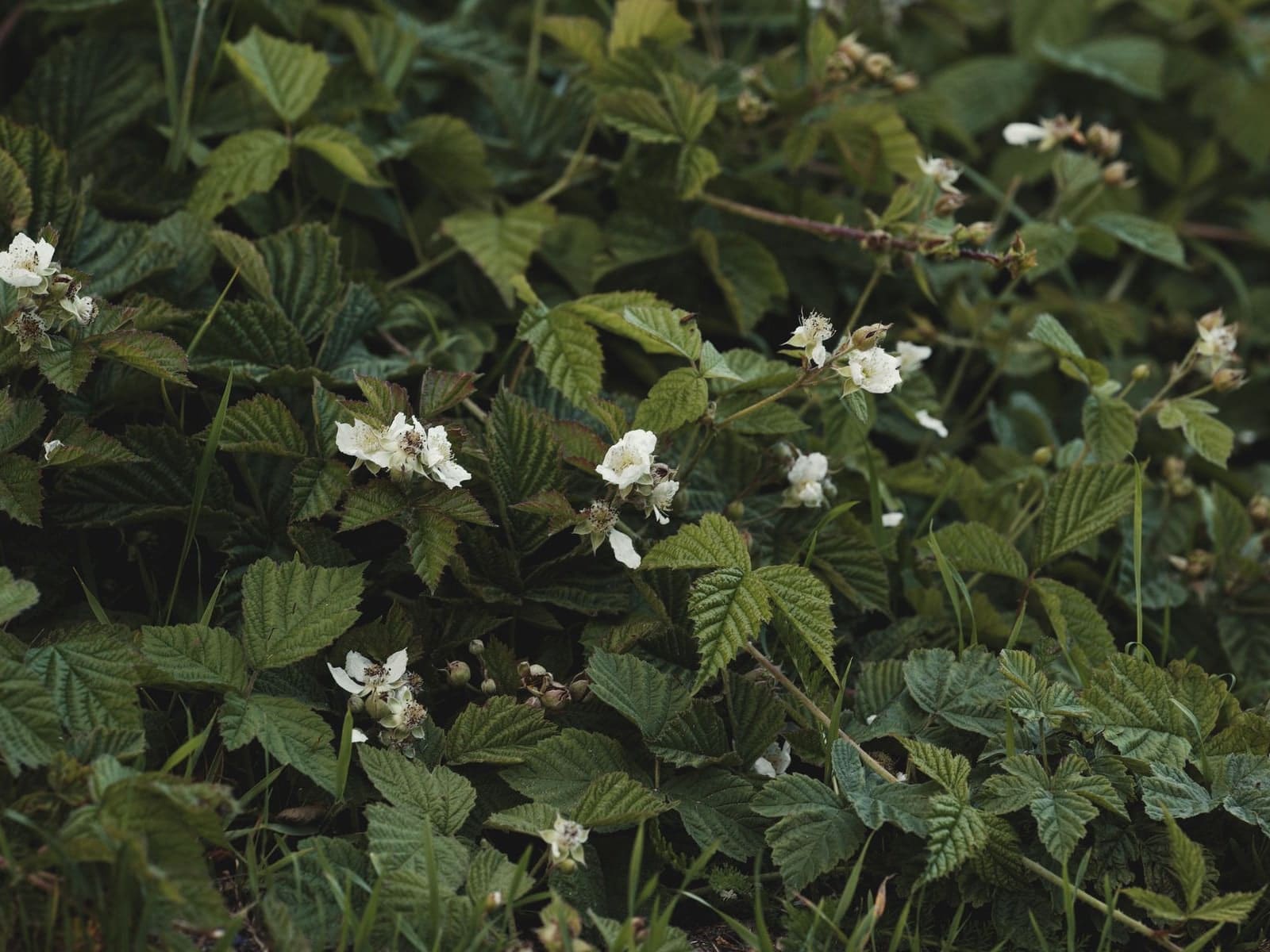 Avant : un fourré de ronces en fleurs couvre tout le sol